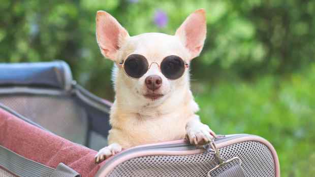 chihuahua in sunglasses