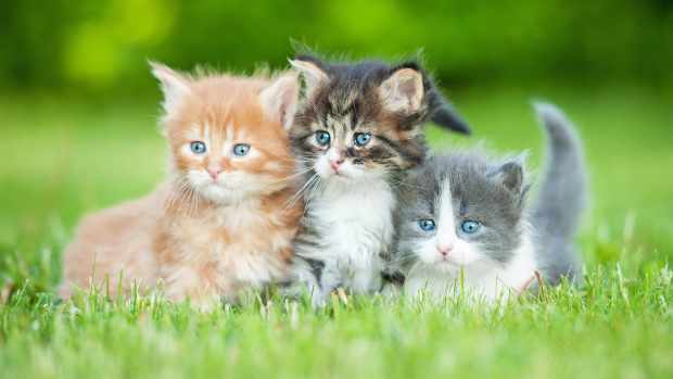 Three kittens stand together in grass