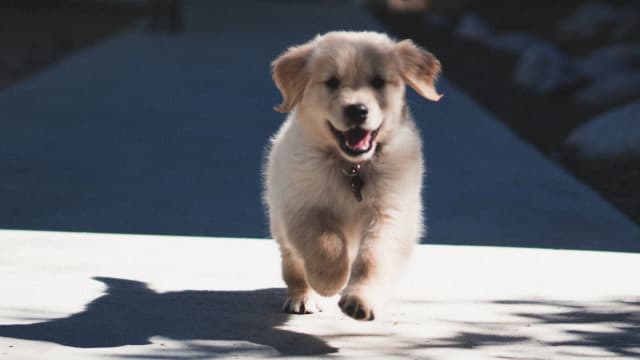 Golden retriever has cute reaction to his sister walking - Upworthy