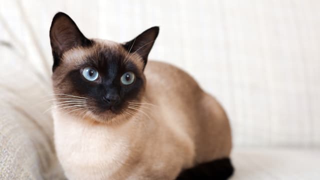 Siamese cat laying on a sofa.