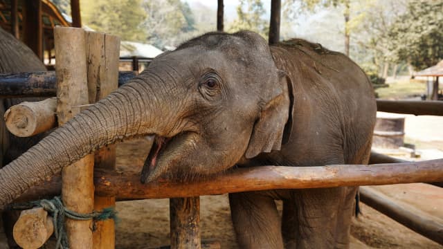 Video of Baby Elephant Sending Tourist 'Flying' Has Animal Lovers