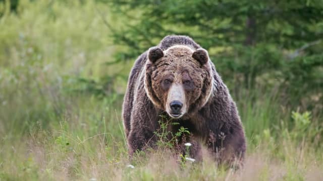 Wildlife Photographer Shares the Story Behind an Intimidating Photo of ...