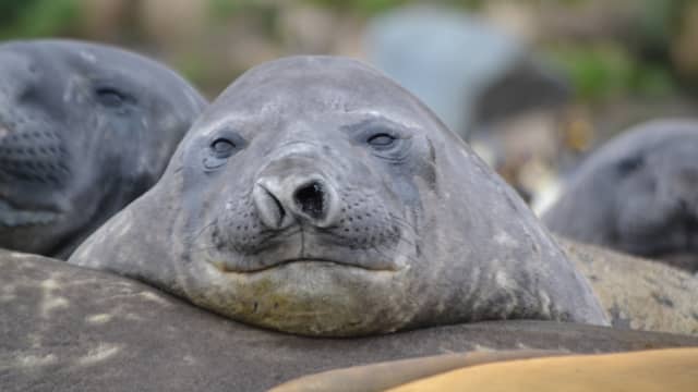 A close up of an elephant seal's head resting on another seal's body