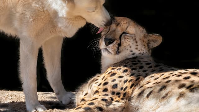 Wildlife Rescuers Share Surprising Sound a Cheetah Makes and People Are ...