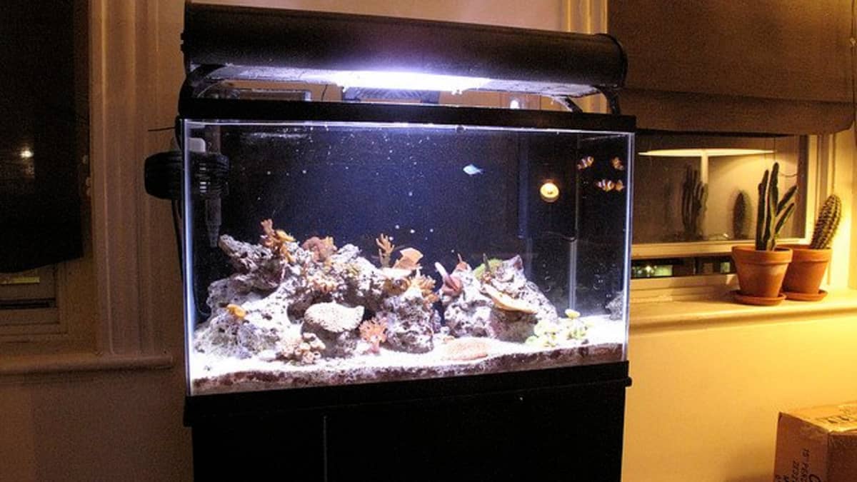 How to Paint Aquarium Backgrounds - PetHelpful