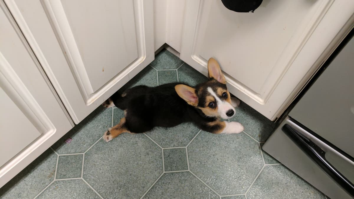 corgi puppy for sale