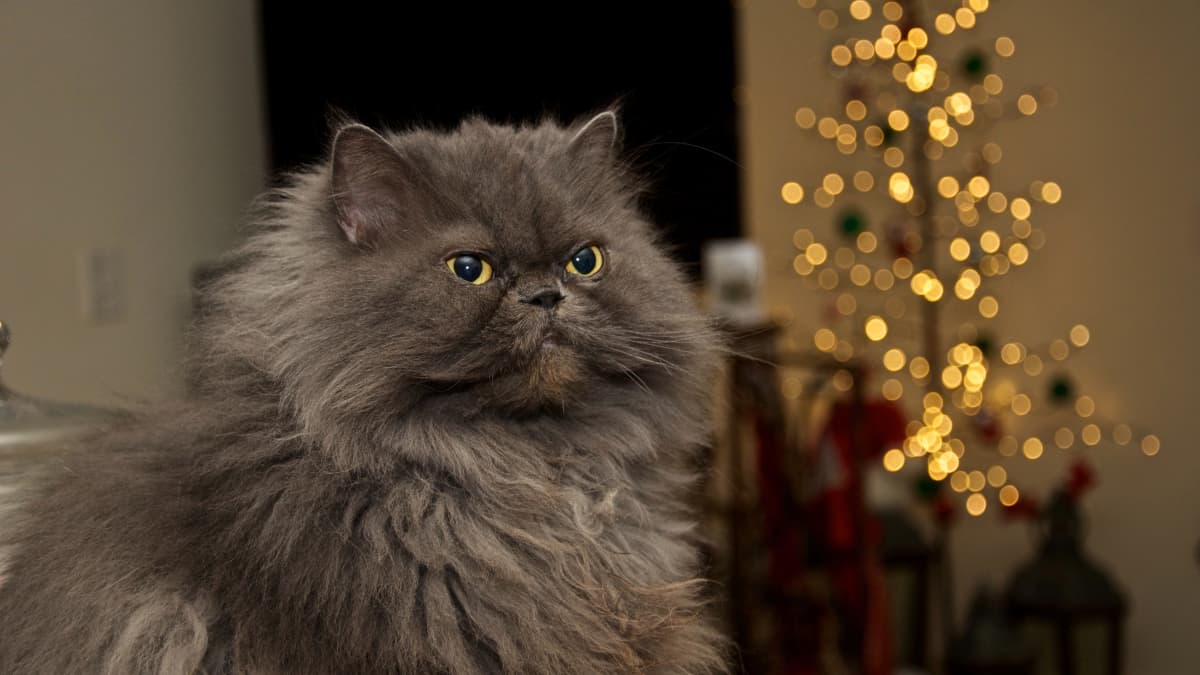 Biggest Secret, Bobbie the Persian Cat and Hayloft: TikTok trends