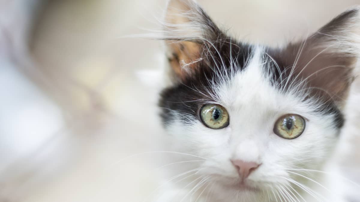 Video of Rescue Kitten Getting His First Bath Is Quickly Going Viral -  PetHelpful News