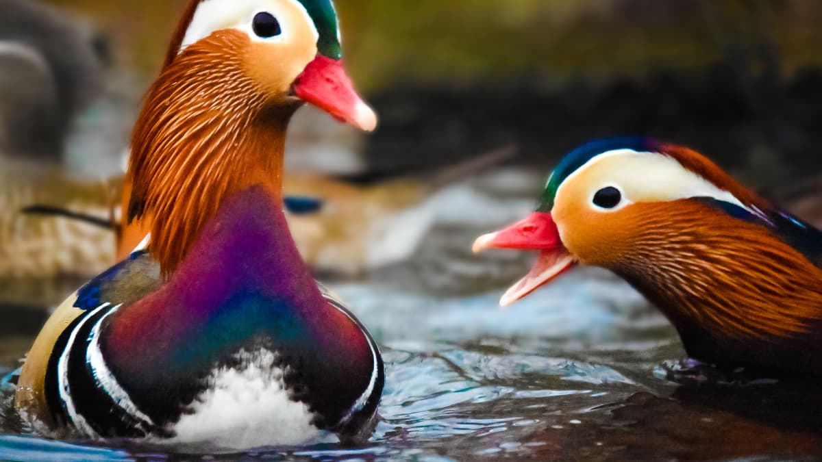 The Mandarin Duck - 10,000 Birds