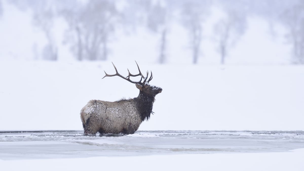 Watch: Firefighters Race to Save Elk From Icy Pond in Colorado - PetHelpful  News