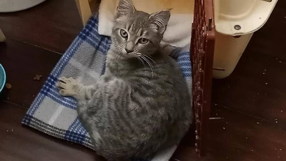 How Much Liquid Ivermectin Can I Use on My Cat? - PetHelpful