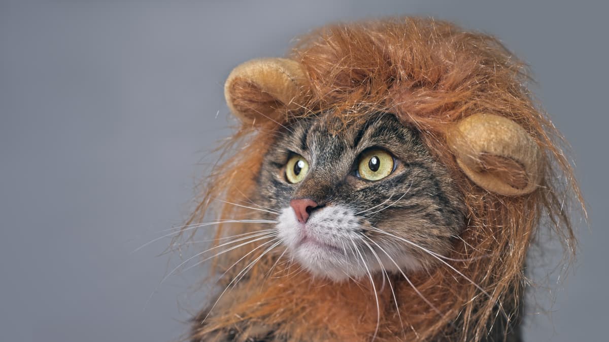 Cat Constantly Asking to Put on Lion Costume Is Too Cute - PetHelpful News