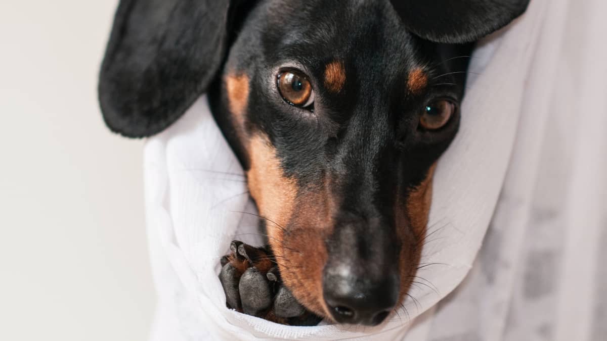 20 Causes of Shivering and Shaking in Dogs and What to Do   PetHelpful