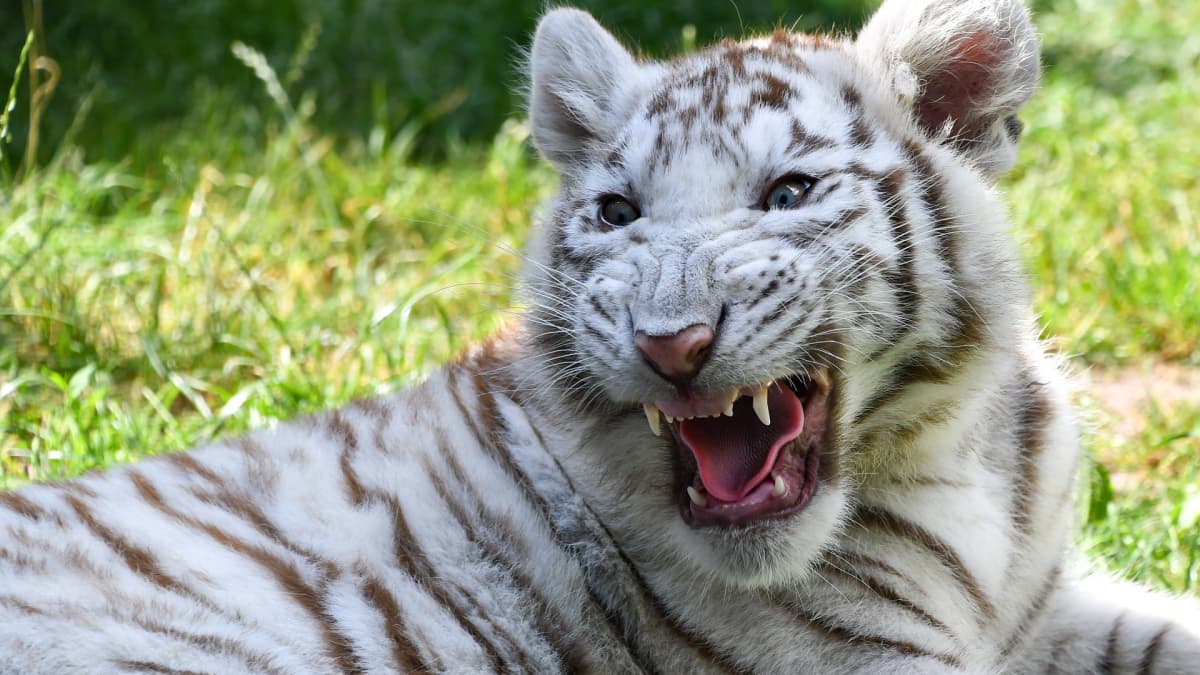 Three-Month-Old White Tiger Cub Fighting For Life After Being Dumped in a  Trash Can Outside Greek Zoo - One Green Planet