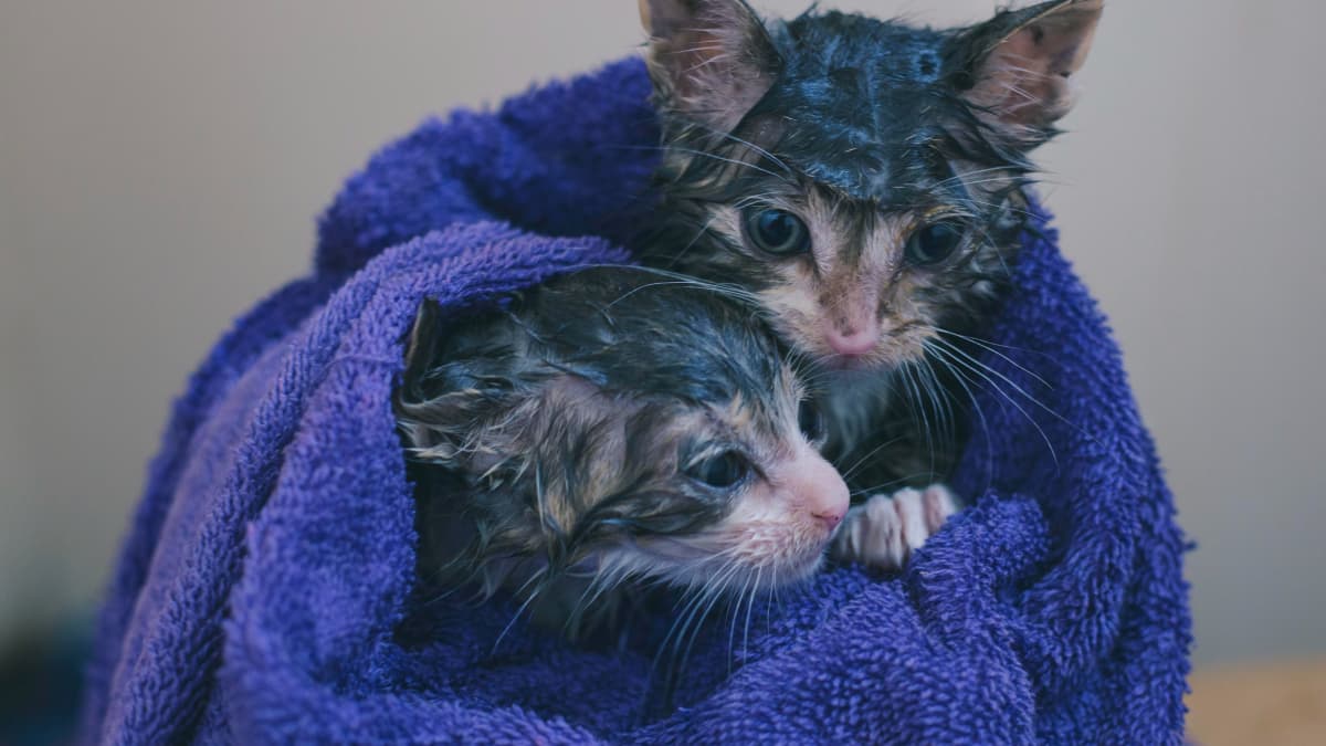 Step-by-step guide to bathing your cat