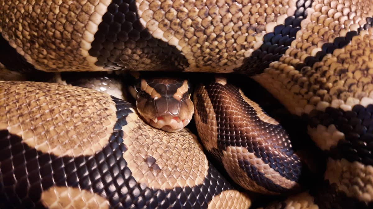 Common Health Problems in Pet Snakes - PetHelpful