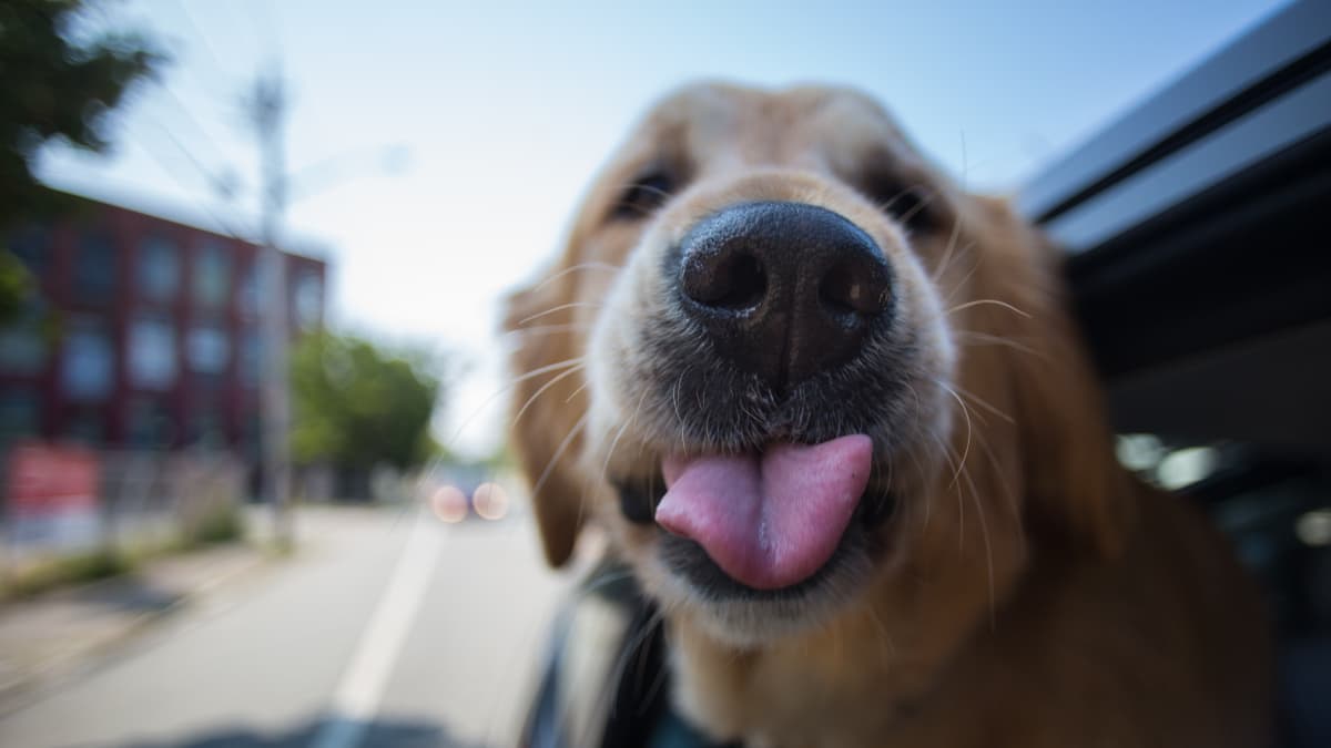 can you take dogs into best buy