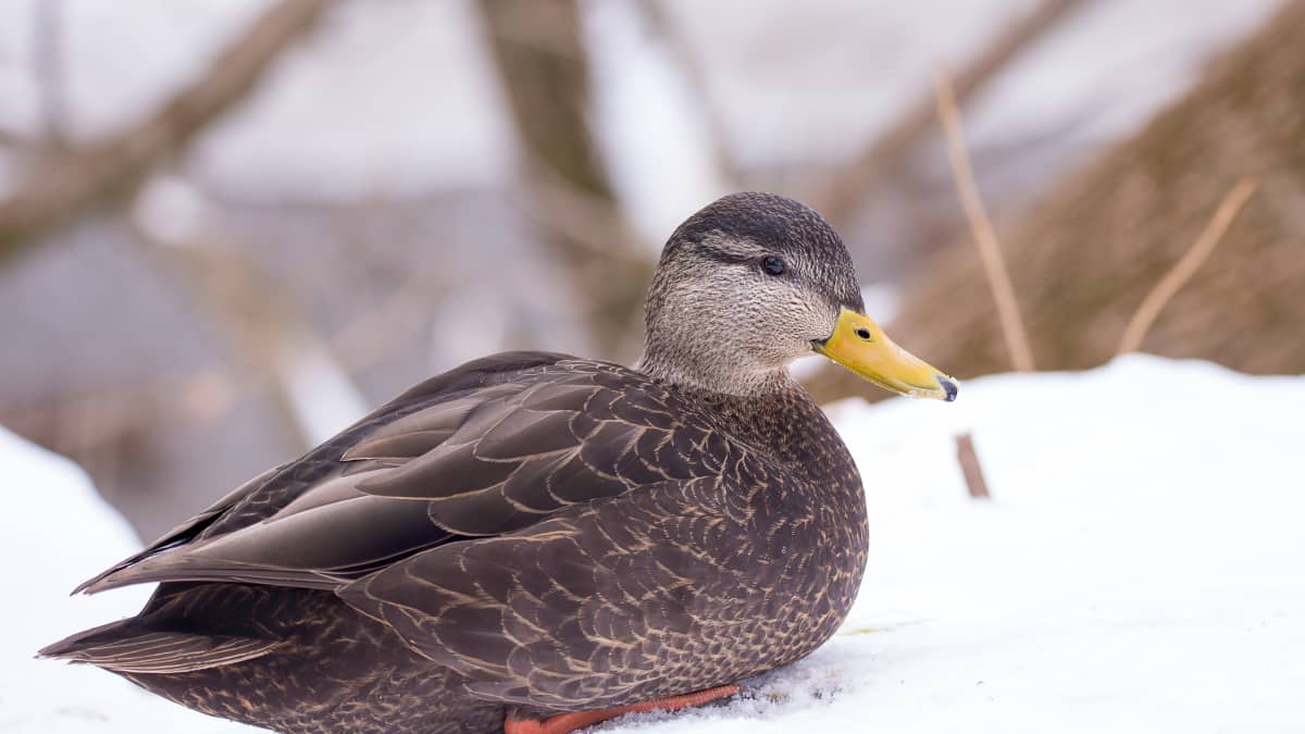 Ducks Reacting to Snow for the First Time Puts Us in a Winter Mood -  PetHelpful News