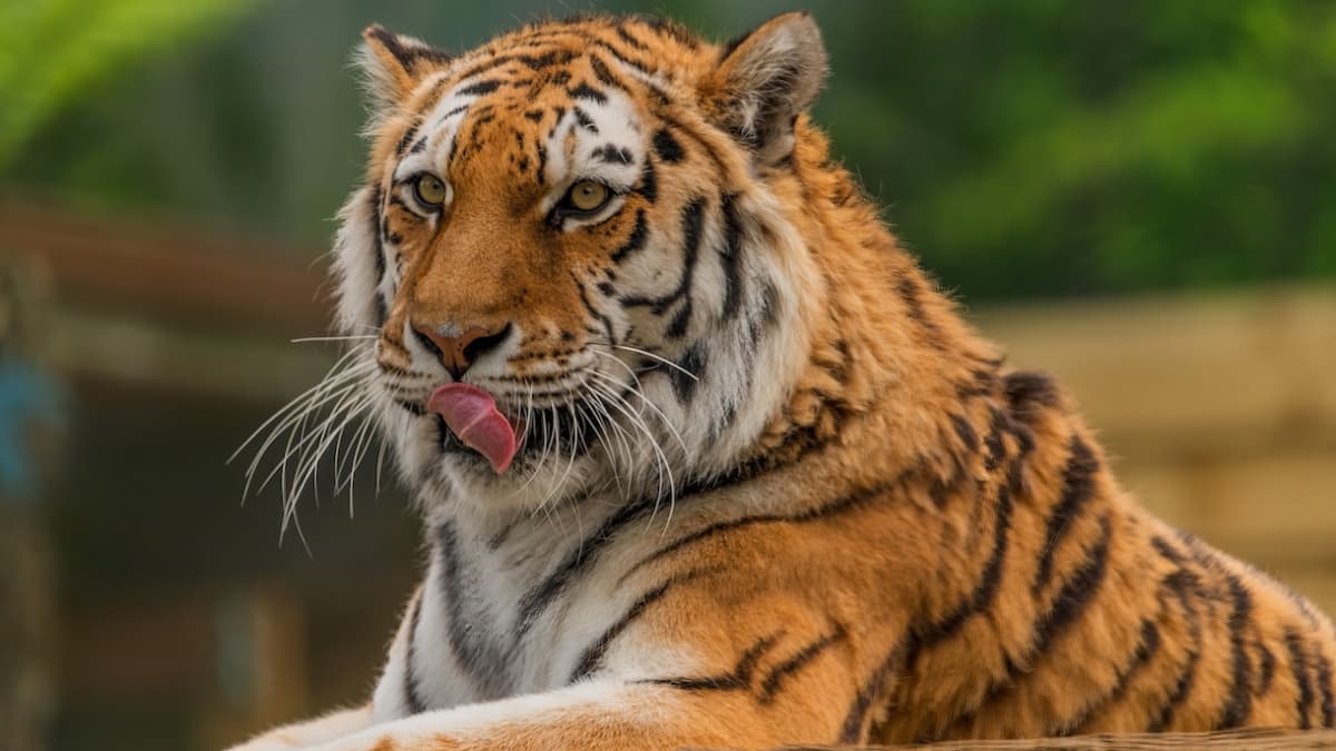 Toronto Zoo's newborn endangered tiger cub has died