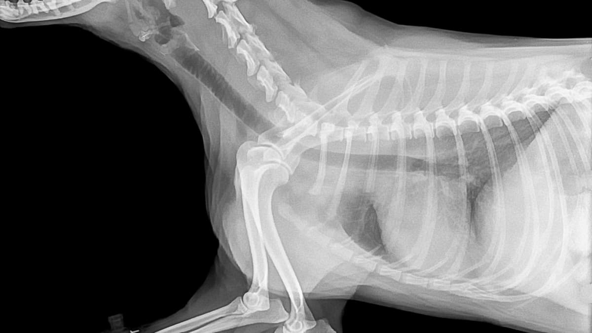 Does My Dog Need an Expensive Chest X-Ray? - PetHelpful