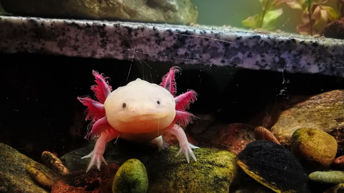 Axolotl Conservation Campaign Promotes 'Virtual Adoptions' for