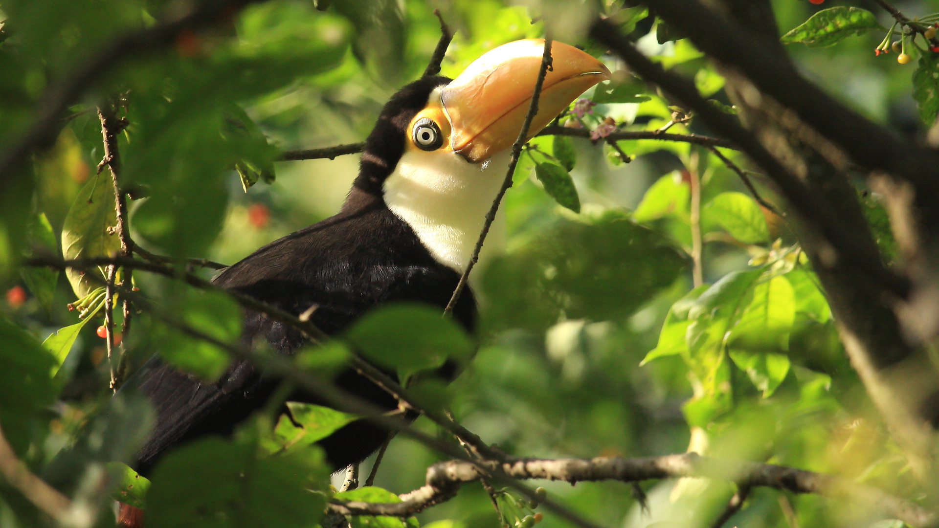 Tiny Toucan Rescued From the Rainforest Is So Grateful to Be Safe - PetHelpful News
