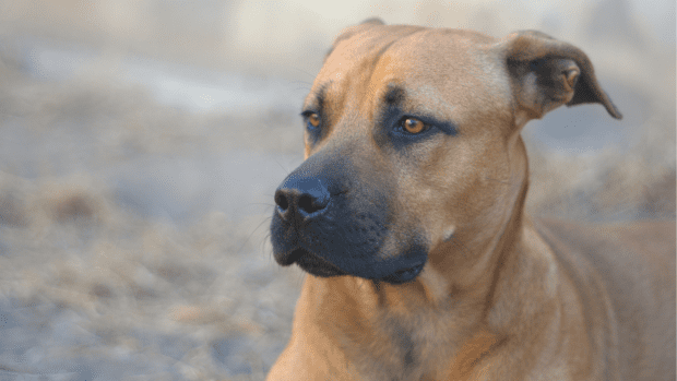 Woman Suspects German Shepherd-Pit Bull Mix Is Milking Her Broken Paw ...