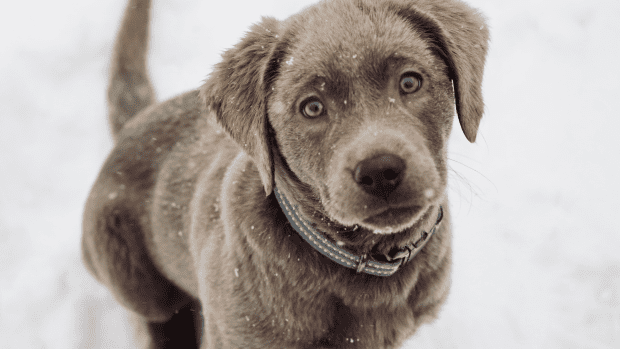 Labrador Retriever Puppies' First Time In Snow Is Full Of Curiosity 