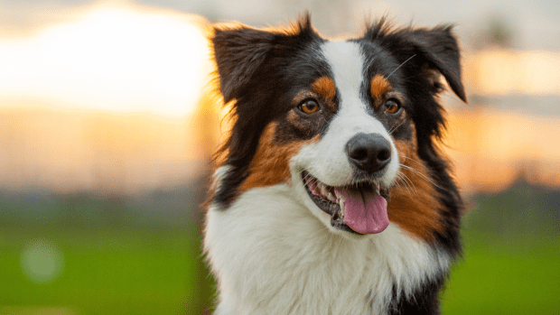 Australian Shepherd Does Happy Tail Wags After Realizing Senior Brother 