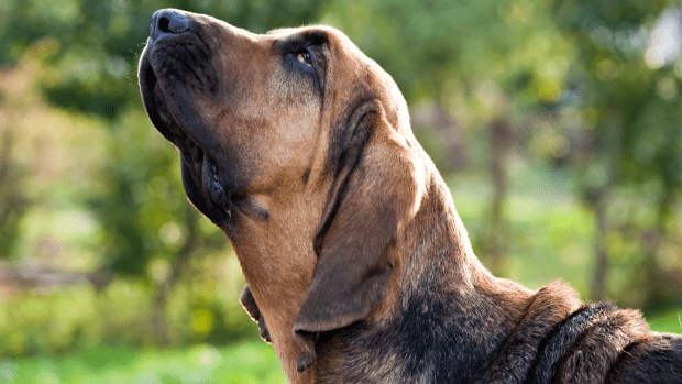 Hungry Bloodhounds Are Miffed That Mom Won’t Feed Them Dinner Whenever 