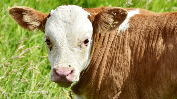 Woman ‘Asks Nicely’ to Pet Calf but Mama Cow Is Not Having It ...