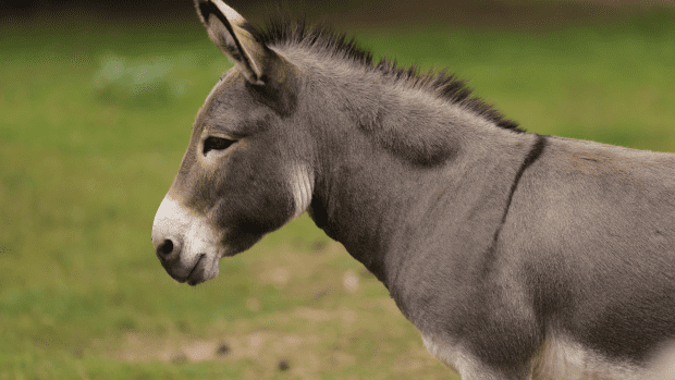 Moment Mini Donkeys Meet Donkey 10 Times Their Size Is Full of ...