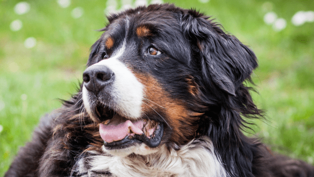 Bernese Mountain Dog Is the Absolute Best Helper to Newborn Sister ...