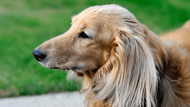 Dachshund Delivers Hilarious Expletive-Laden Tirade Against New Puppy ...