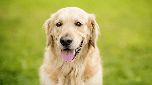 Golden Retriever Who Loves Seeing Cards Shuffled Is a Regular Poker Pro ...