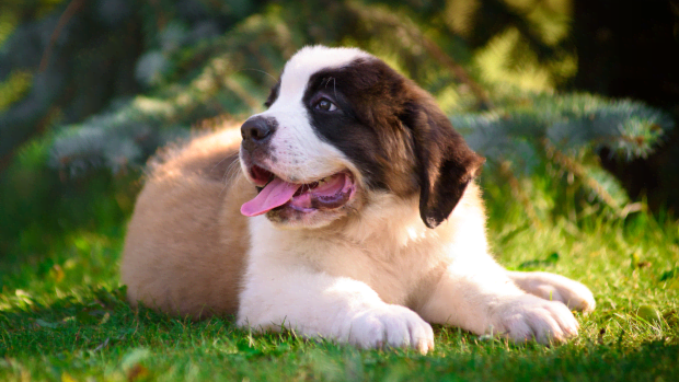 4-Month-Old St. Bernard's Massive Size Makes Her a True 'Big Baby ...