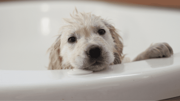 Dad's Kind Gesture Toward Golden Retriever Puppy Who's Scared of the ...