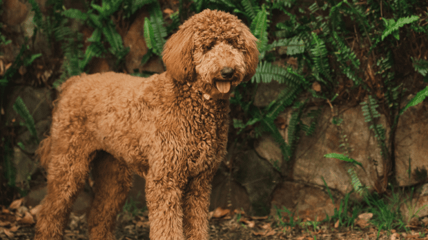 Mom's Pep Talk For Goldendoodle Before Leaving For A Trip Has People In 