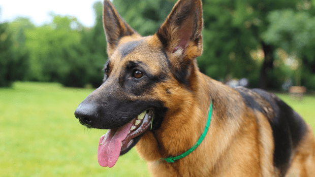 Kind Woman Takes Home Lost German Shepherd She Found On Walk And 