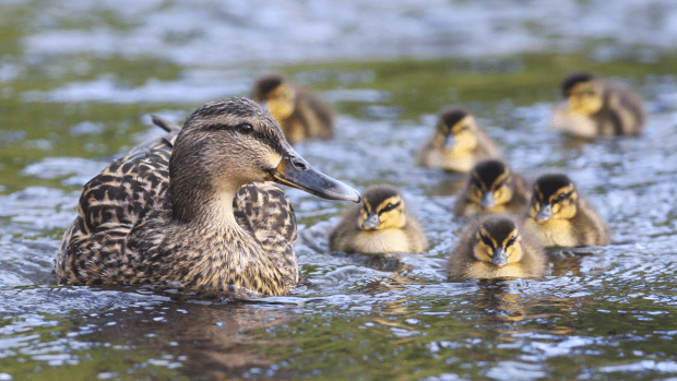 Mama Duck at Disney Makes the Sweetest Parenting Move to Help Her ...