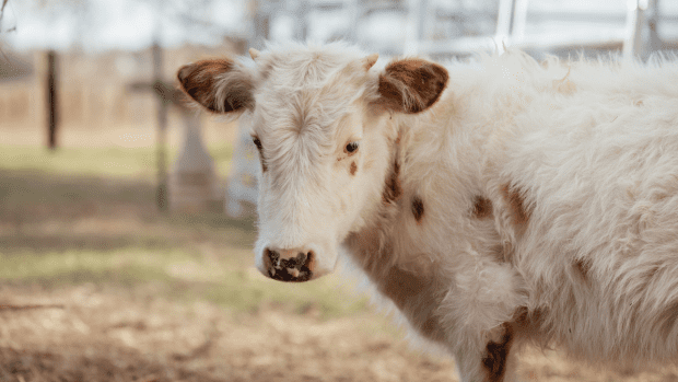 Woman Stumbles Upon A ‘car Cow’ And People Online Are Cracking Up 