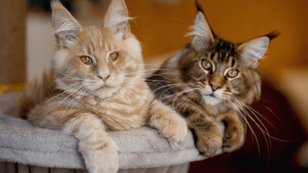 Video Of Maine Coon Cats Playing In Slow Motion Shows How Majestic They ...