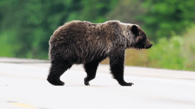 Bear Taking A Casual Stroll Down The Sidewalk Has People Cracking Up 