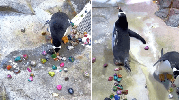 Video of Detroit Zoo Penguins 'Gifting' Their Mates with Pebbles Is the