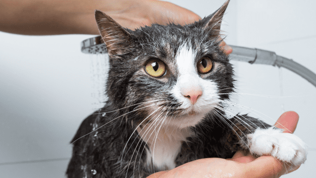 Cat Who Can't Get Enough of the Shower Is Clearly a Human in Disguise ...