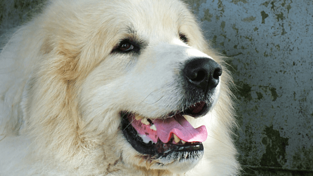 Moment Rescued Great Pyrenees Enjoys First Pup Cup Is Downright ...