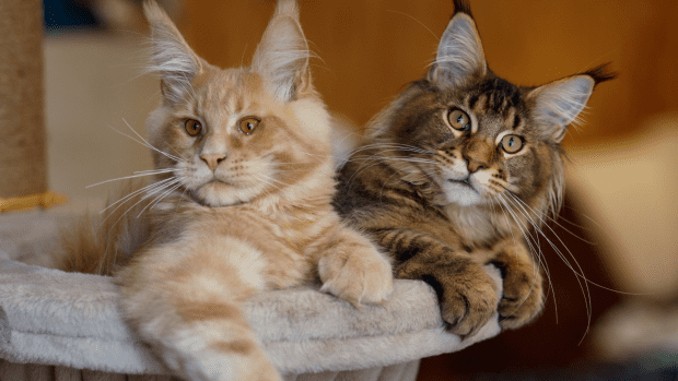 Woman Has 'Entire Set' of Maine Coon Cats and People Are Here for It ...