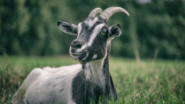 People Have So Many Questions After Seeing Farm’s ‘Goat Zipline ...