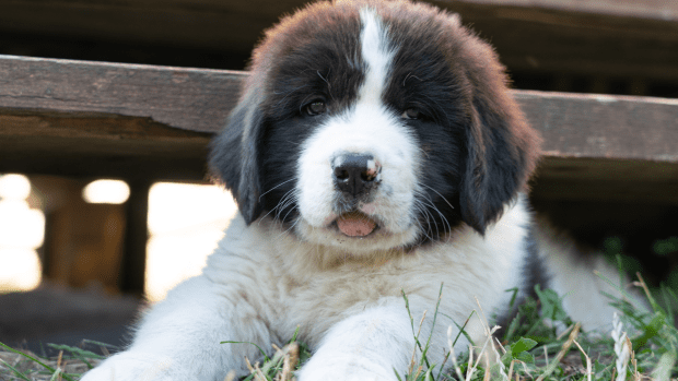 Newfoundland Puppy Gets All Emotional When His Favorite Toy Stops ...