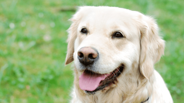 Golden Retriever Waits Like a Patient Human After Getting Locked Out of ...